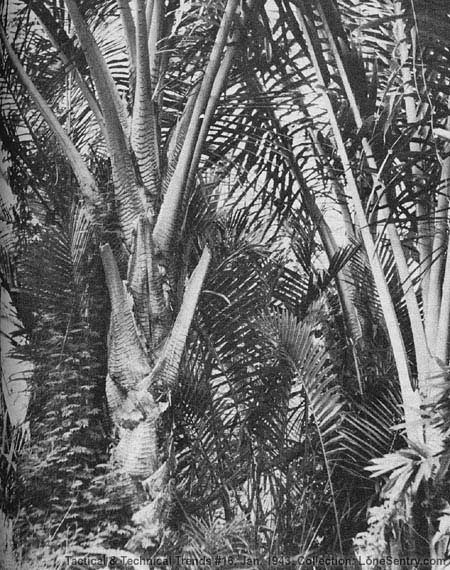 [Sago Palm - Detail of Trunk and Fronds]